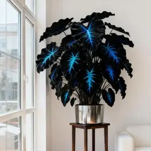 800 pcs Hosta Seeds – Low-Maintenance Shade-Loving Perennials for Indoor & Outdoor Gardening