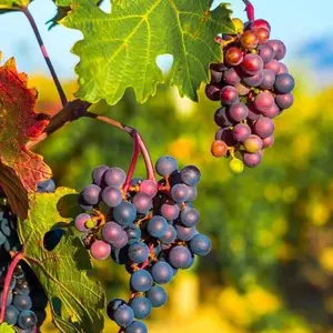 Grape Seeds 100PCS Fruit Vine Seeds Home Garden Planting Seeds Uva