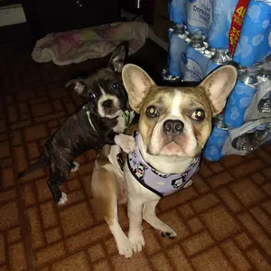 Frenchies vs Everybody: French Bulldog Immunity Boosting Food
