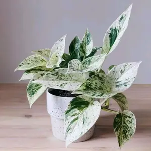 Snow Queen Pothos
