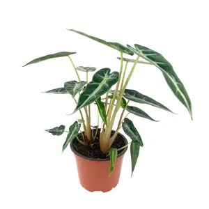 Alocasia Bambino - Live Plant in a 4 Inch Pot - Alocasia Amazonica Bambino - Florist Quality Air Purifying Indoor Plant