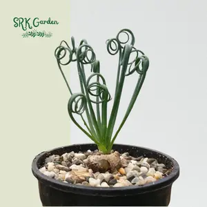 Albuca Spiralis, Frizzle Sizzle, Corkscrew Albuca in 4" pot , Rare Succulents