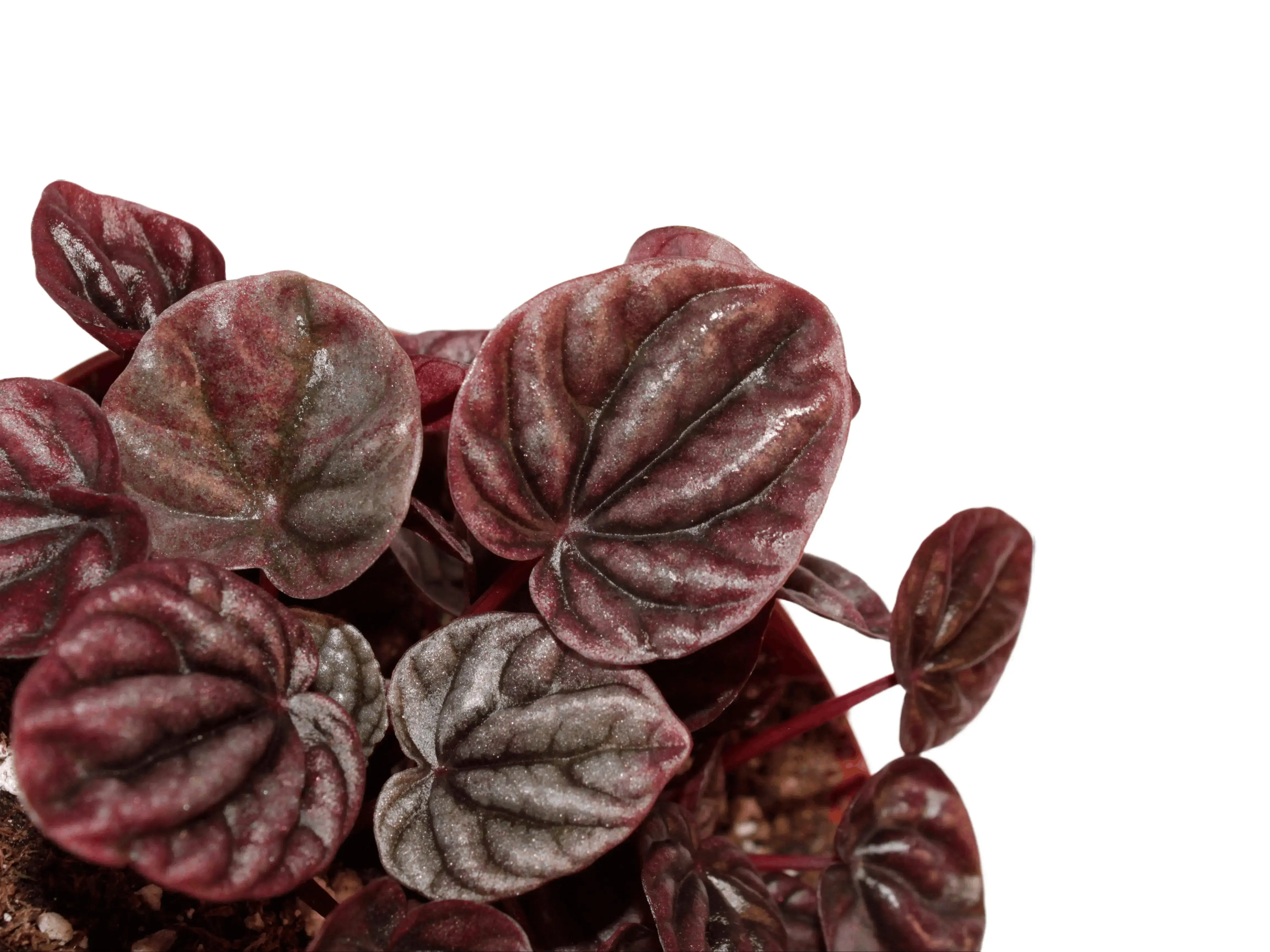 Peperomia ‘Schumi Red’ 4” Potted Live Plant - Rare Exotic Houseplant - Metallic Red Foliage - Deeply Rippled Leaves - Tropical Gift - Unique Indoor Plant - Dark Burgundy Tones - Textured Greenery - Compact Growth - Collector’s Item - Non Toxic, Pet Safe