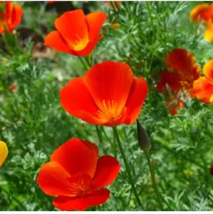 TomorrowSeeds - Mikado California Poppy Seeds -  Red Orange Poppies Heat Deer Resistant Drought Tolerant USA Ornamental Flower Seed 2024 Season