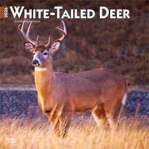 White Tailed Deer | 2026 12 x 24 Inch (Hanging) Monthly Square Wall Calendar | Plastic-Free | BrownTrout | Wildlife Animals Forest Hunting