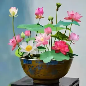 40 Count Mixed Color Bonsai Bowl Lotus Seeds - Exotic Water Lily Flower Plant Seeds for Ornamental Pond and Home Planting