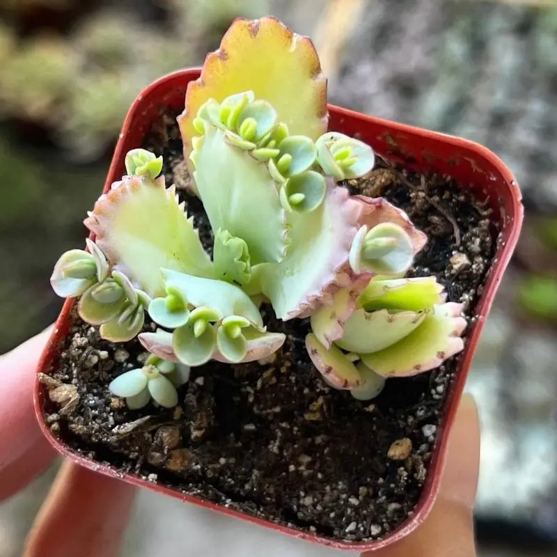 500Pcs Mother of Thousands Kalanchoe Succulent Flower Seed Pack - Tiny, Hardy Plants for Succulent Gardens