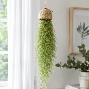 Spanish Moss Air Plant