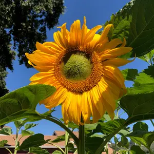 Mammoth Sunflower Seeds for Planting: Heirloom, Gigantic Yellow Blossoms, Certified Organic 20 Seed Packet, Bulk Available