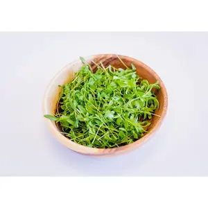 Cilantro Microgreens