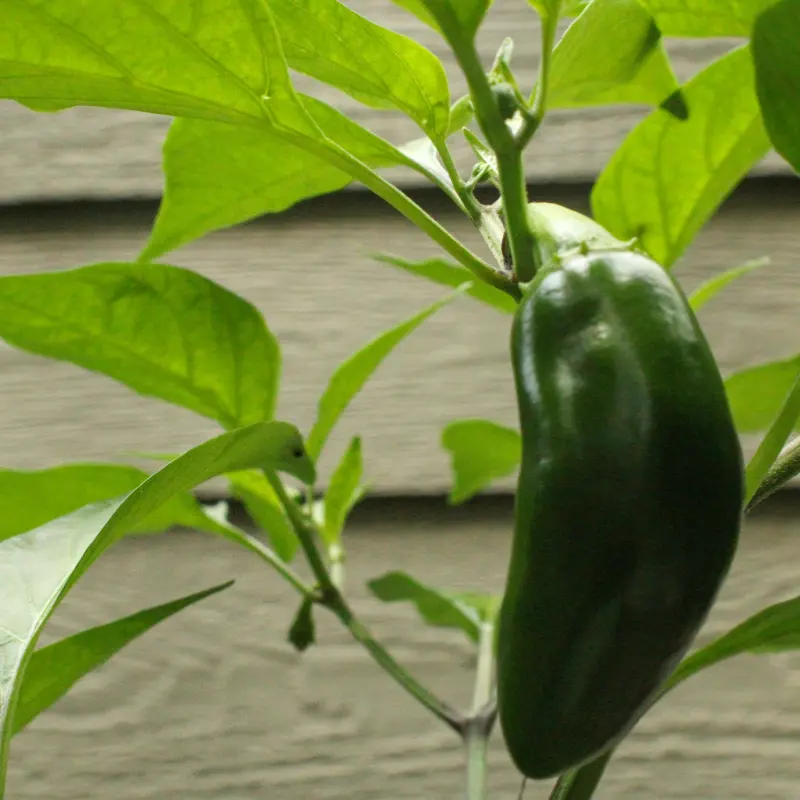 Bubba Jalapeno Pepper F1 Hybrid Seeds (Capsicum annuum) — 20,000 SHU Thick-Walled Hot Pepper | Fresh, Pickling & Containers