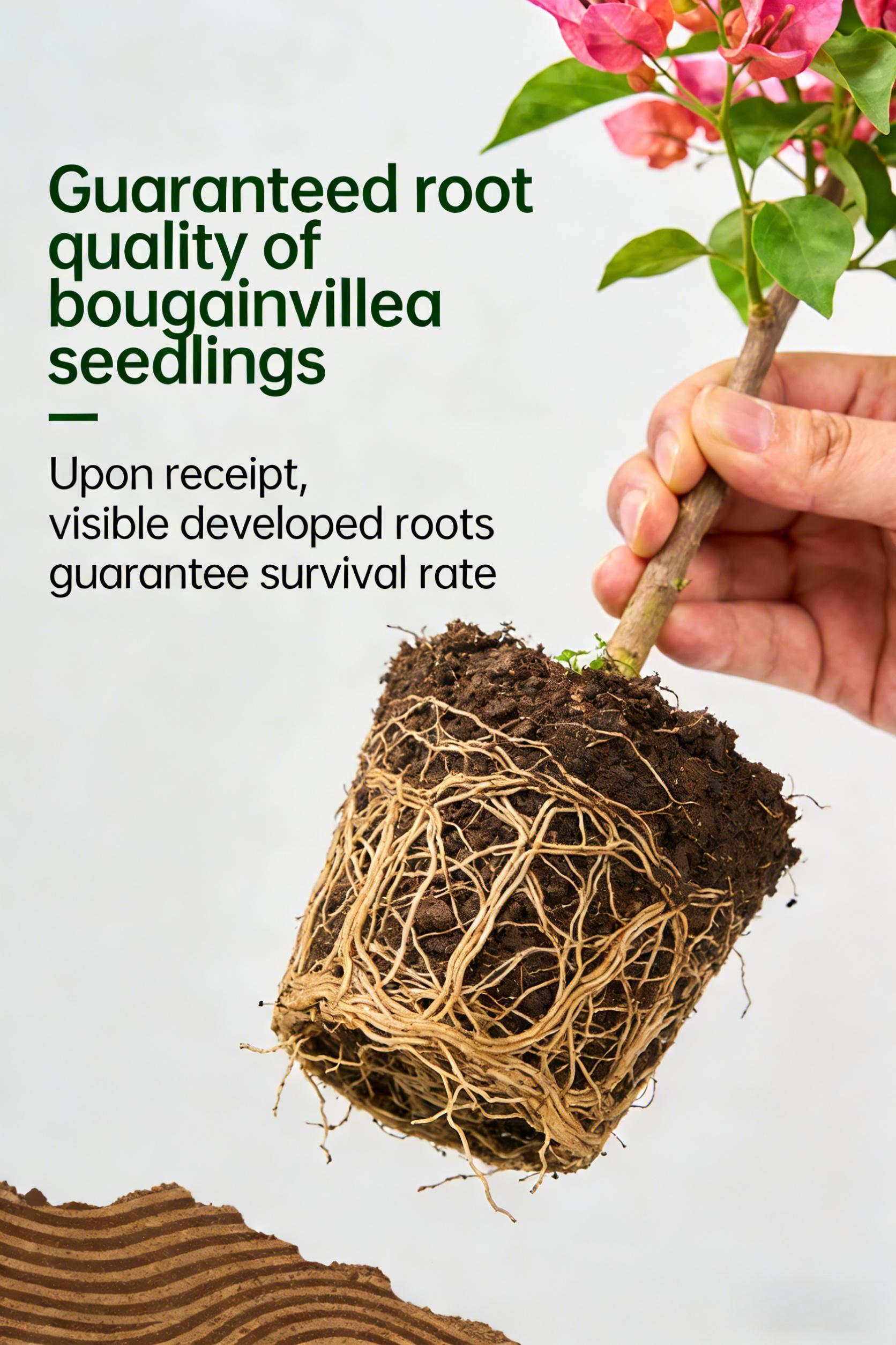 Bougainvillea Seedlings — A Vividly Colored Shrub and Easy-to-Care-for Garden Plant