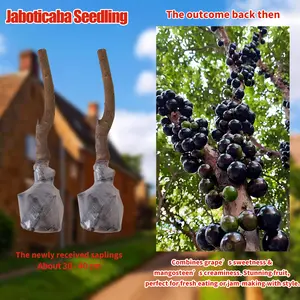 Easy-to-Grow Jaboticaba Tree | Tropical Fruit for Home Garden”