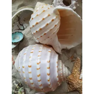 Spotted Tonna Shells (Tonna Tesselata)