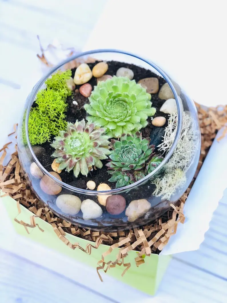 Terrarium Kit, Small Succulent Terrarium Kit, DIY Glass Terrarium, Terrarium Gift, DIY Plant Kit