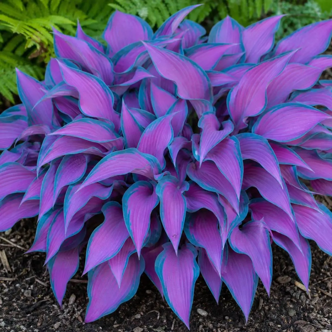 300 Premium Hosta Seeds, High Germination Perennial Shade Plant for Colorful Garden Borders