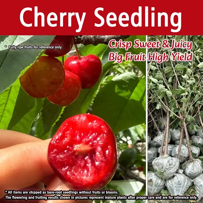 Sweet Cherry Bare Root Seedling-High Yield Edible Fruit Tree -for Backyard Planting