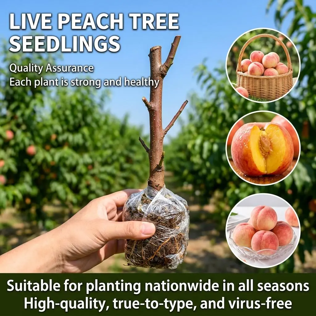 Live Peach Tree Sapling, Fruiting Variety, Perfect for Yard Planting & Potted Cultivation, 15-18 Inches Tall, Robust Premium Seedling.