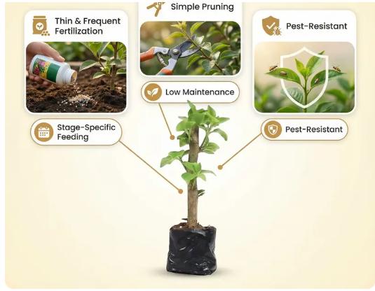 Bougainvillea Seedlings — A Vividly Colored Shrub and Easy-to-Care-for Garden Plant