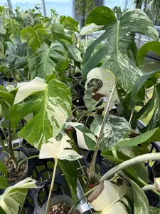 Monstera Albo Variegata Borsigiana - small form
