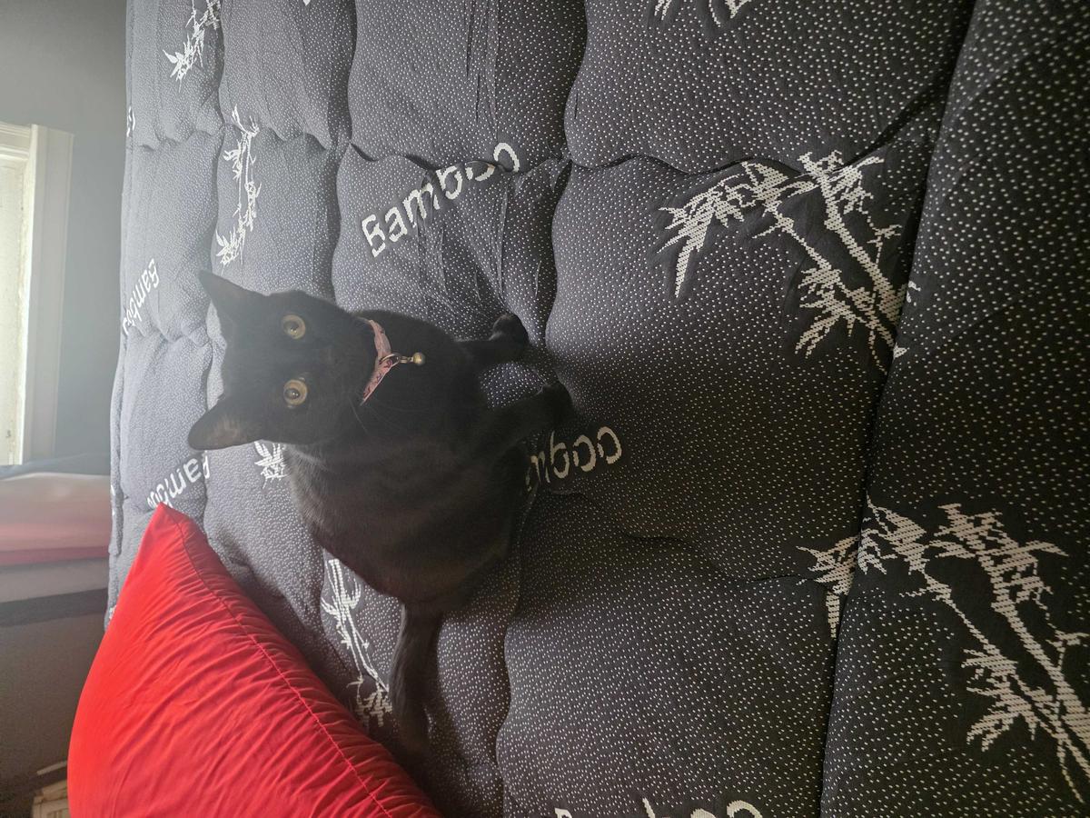 Item: Dark Gray, Queen