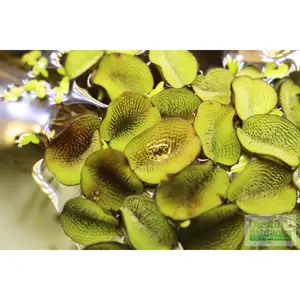 Salvinia Minima