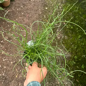 CorkScrew fern  4”