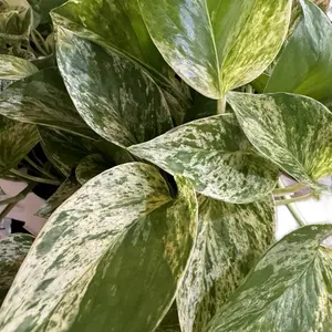 Epipremnum Pothos Marble Queen