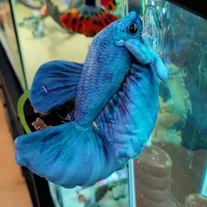 Blue Betta Plush