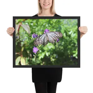 Glassy Tiger Butterfly Framed poster