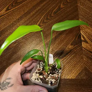 Monstera Burle Marx Flame