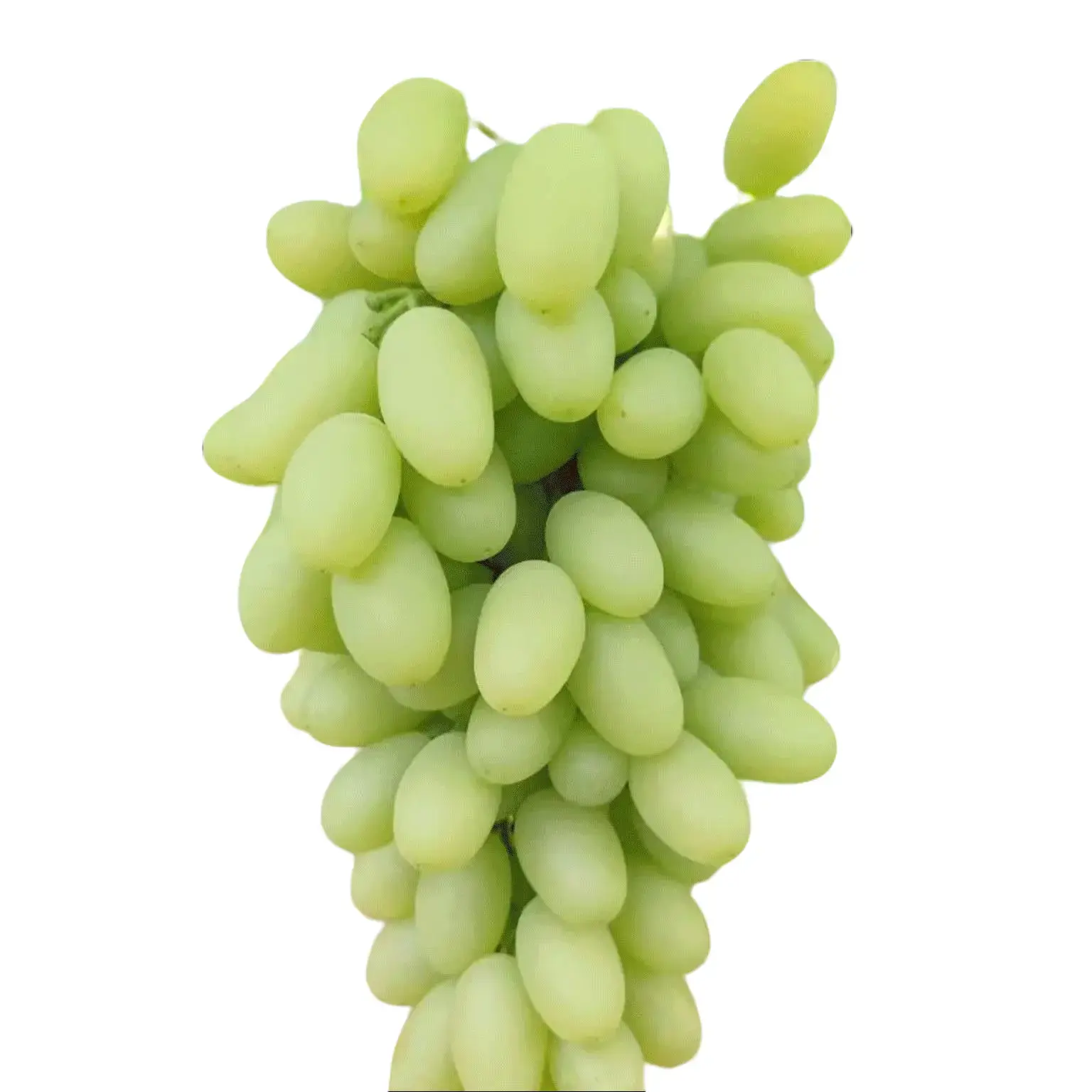 Must Have Low Maintenance Himrod Seedless Grape Sapling Single Vine Bear Fruit Perfect Beginner Gardener