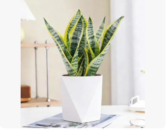 Live Exclusive | Live Snake Plant Indoor – Hardy Sansevieria Houseplant Easy Care Home Decor Plant