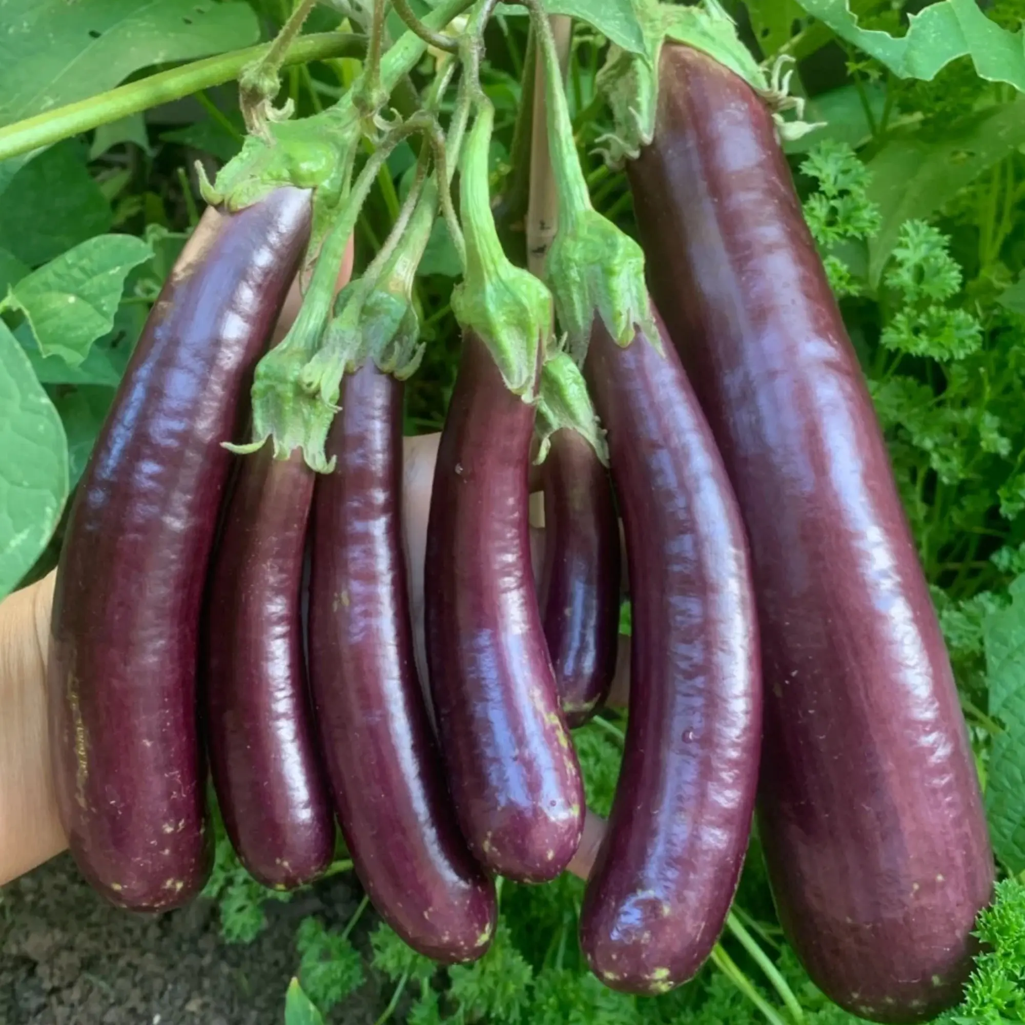 350 Long Purple Eggplant Seeds High Yield Variety with Tender Glossy Fruits for Home Garden All Seasons Heat Loving Container or Garden Beds