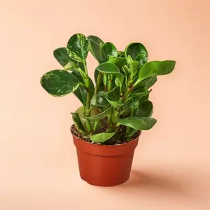 4" Peperomia Marble - Indoor Live Plant, Marbled Green & Cream Variegation, Easy Care & Compact, Bright Indirect Light, Aesthetic Shelf Plant, Perfect Gift