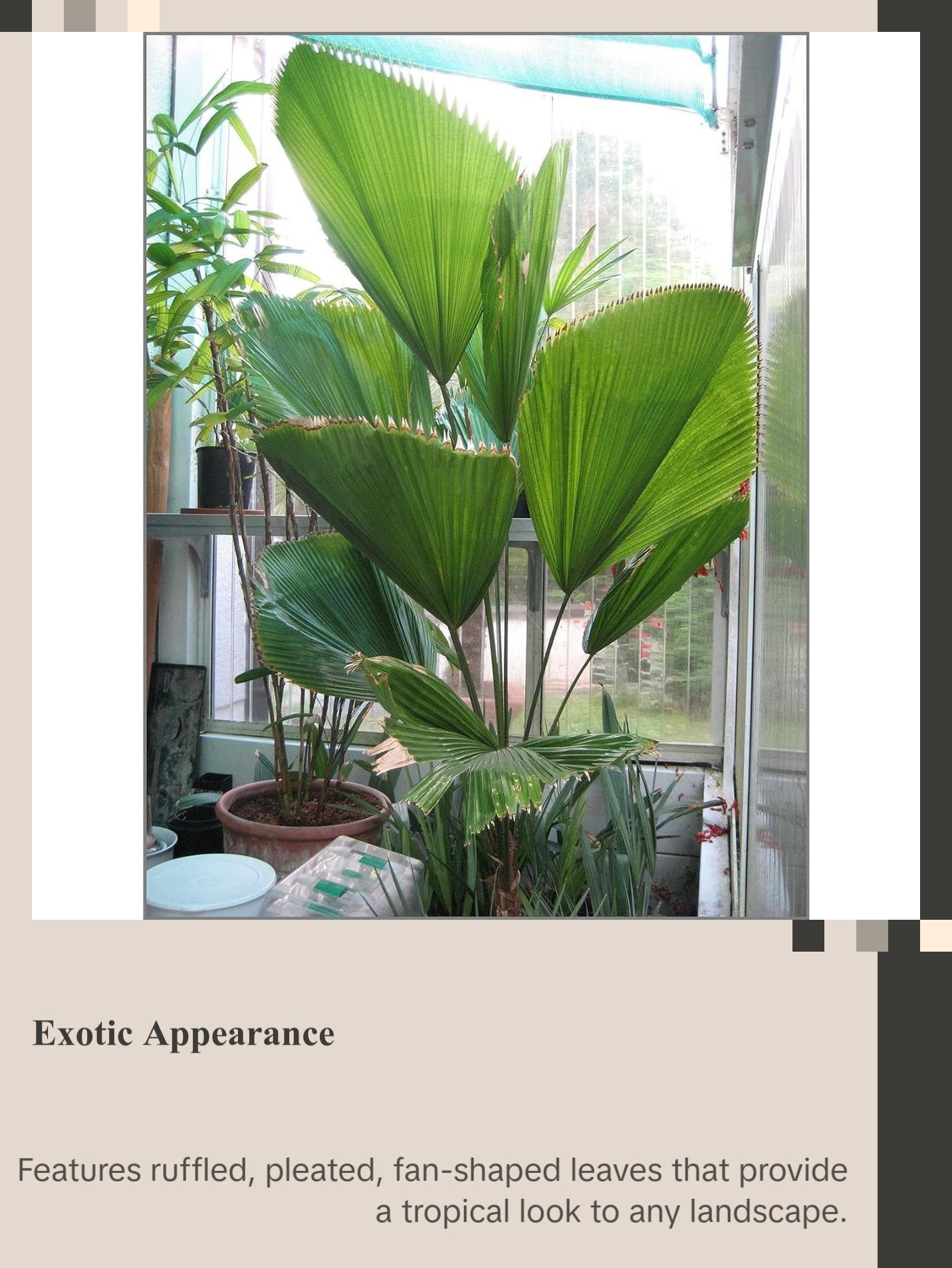 Vanuatu Fan Palm - Ruffled Fan Palm - Live Plant in a 1 Gallon Pot - Licuala Grandis - Extremely Rare Ornamental Palms of Florida Vanuatu Fan Palm - Ruffled Fan Palm - Live Plant in a 1 Gallon Pot - Licuala Grandis - Extremely Rare Ornamental Palms of Florida