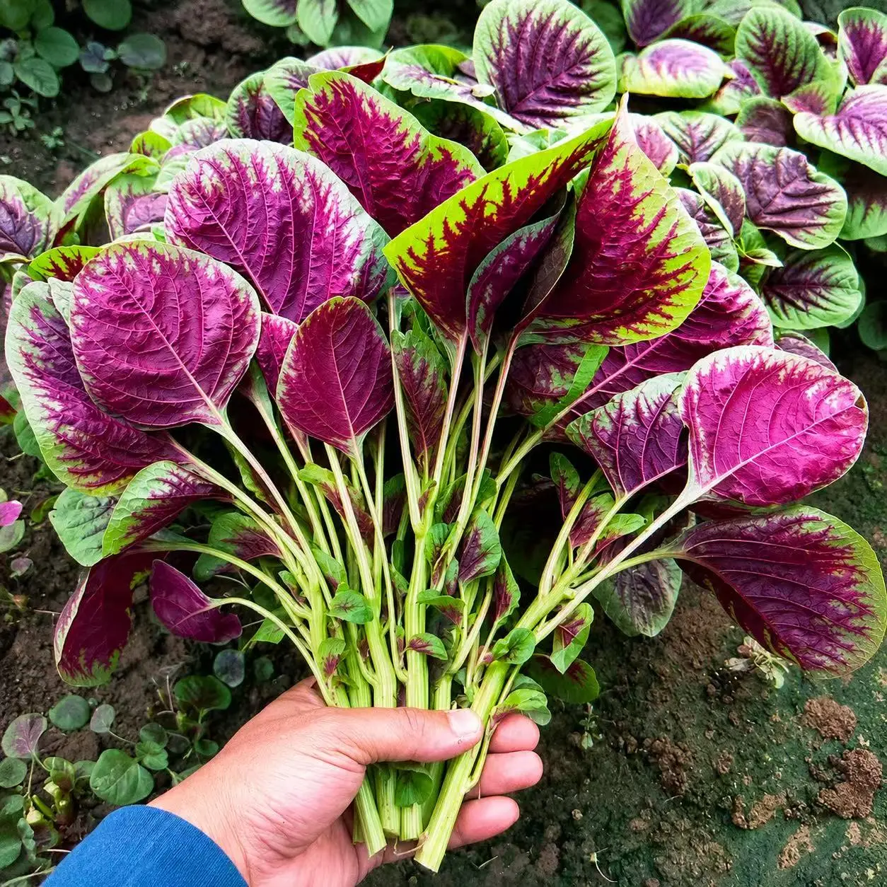 Red Amaranth Seeds for Planting (3500+ Seeds, 2g) – Amaranthus Tricolor Seeds, Fast Growing Leafy Vegetable Seeds for Outdoor Gardens, Raised Beds & Containers