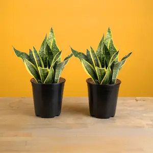 Snake Plant | medium