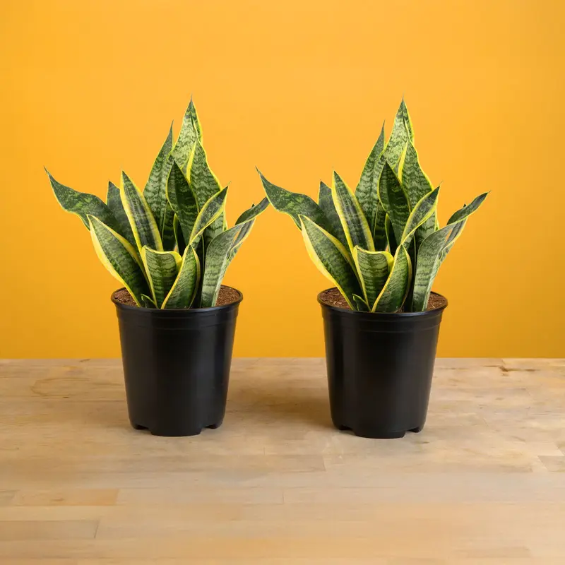 burgundy princess philodendron Philodendron Burgundy Princess