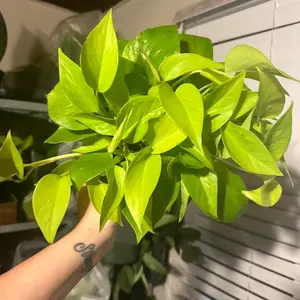 6” Neon Pothos, live plant, indoor plant