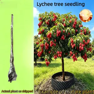Lychee tree, 4-5 years old, healthy root system, self-pollinating, produces sweet fruit, great for home gardening, beginner-friendly