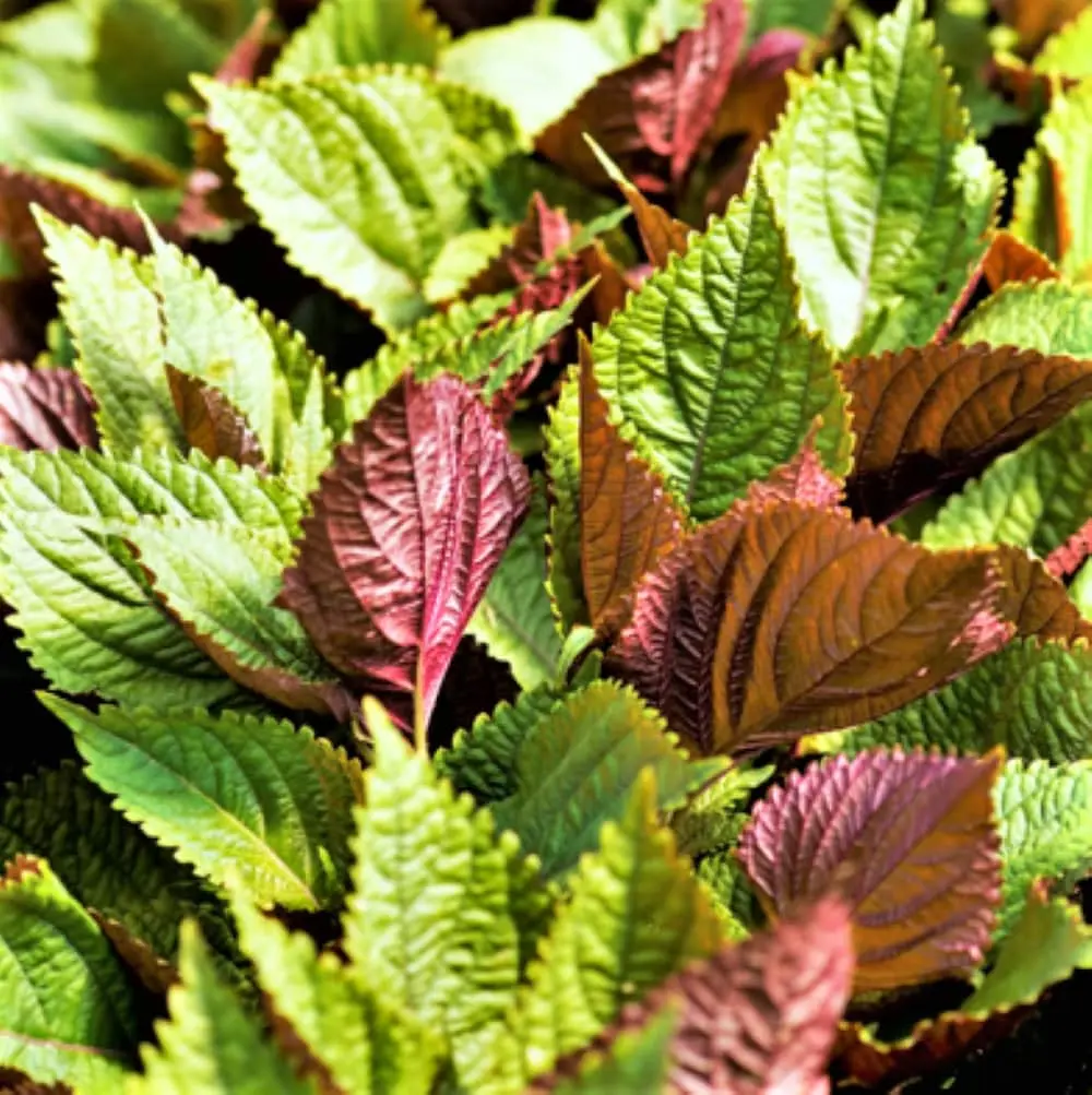 TomorrowSeeds - Vietnamese Perilla Seeds -  (Shiso) Jeok Ssam Ip La TÃ­a TÃ´ Purple Green Asian Herb Basil Mint Vegetable Seed For 2024 Season