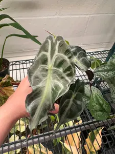 Alocasia venom - 4" pot
