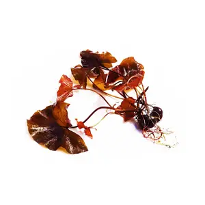 Red Tiger Lotus- (Dwarf Aquarium Lily)- EASY RED Aquarium Plant
