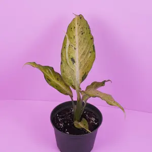 Dieffenbachia Camo – Camouflage Patterned Foliage Live Plant 6” Pot Easy Indoor Tropical Plant Fast Growing Not Pet Safe