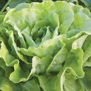 Heirloom Bibb Butterhead Lettuce Seeds - Organic and Regenerative Gardening Seeds