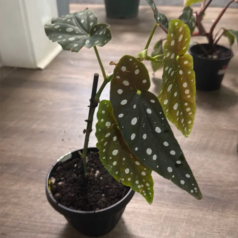 Begonia maculata Begonia maculata