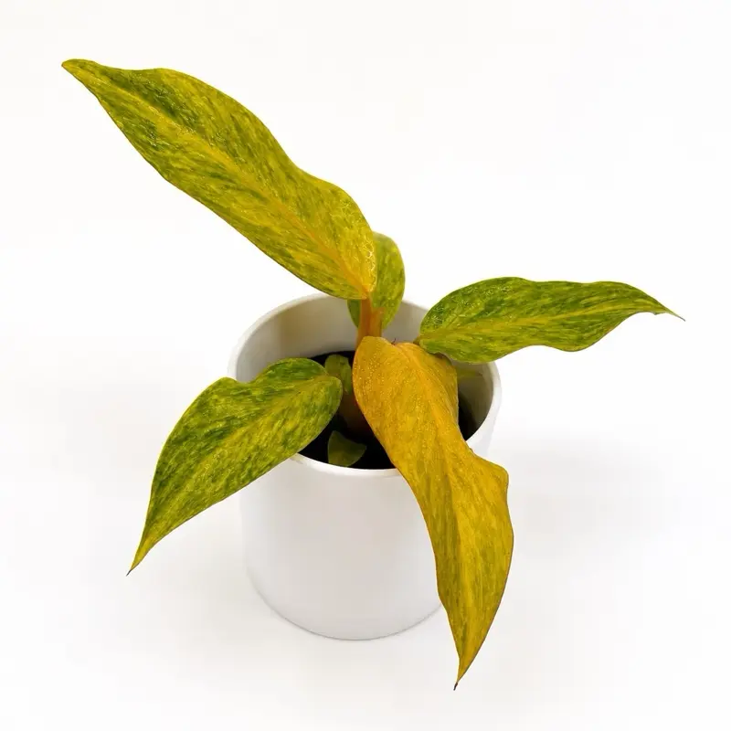 Philodendron Tangerine Live Indoor Collector's Plant, 4” in Pot, Garden Supply with Included Care Instructions