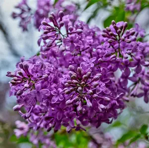 50 Violets Lilac Seeds Extremely Fragrant Syringa Villosa Tree Lilac Shrub Syringa Vulgaris