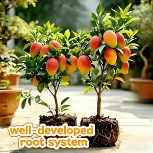 Dwarf red mango grafted seedlings for potting and above ground planting, suitable for garden use